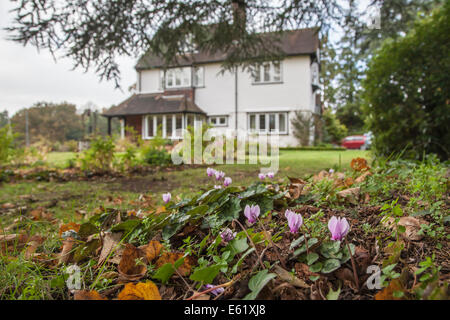 Herbstblühende Cyclamen, das violette Cyclamen hederifolium, blüht vor einem großen weißen Haus in Woking, Surrey, UK Stockfoto