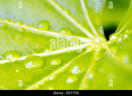 Wassertropfen auf einem Blatt Fatsia Japonica Stockfoto