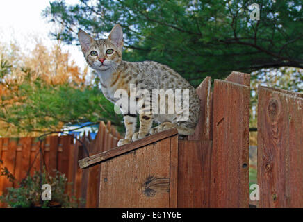 Inländische Serval Savannah Kitten Stockfoto