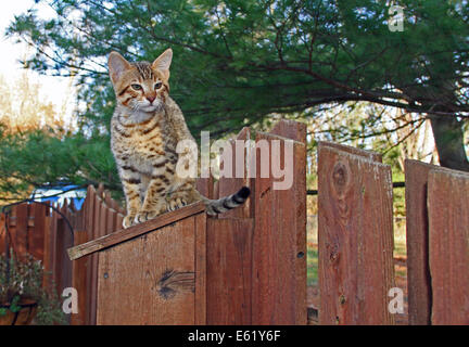 Inländische Serval Savannah Kitten Stockfoto