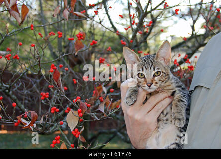 Inländische Serval Savannah Kitten Stockfoto