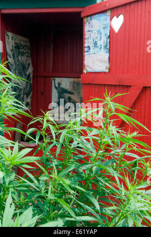 Toilette im Garten, Marihuana-Pflanze, Toilettentür, Cannabis-Pflanze-Toilette Natur Stockfoto