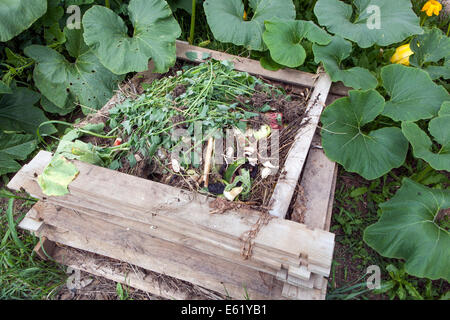 Garten-Kompost-Müllhalde mit wachsenden Pflanzenkürbissen Stockfoto