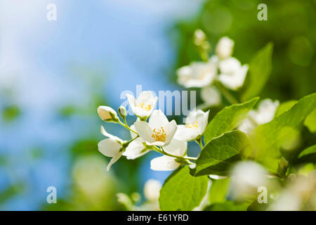 Schönen frischen Jasminblüten in den Garten, Makro-Fotografie Stockfoto