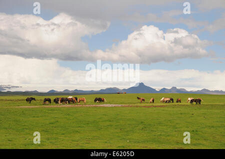 Isländisches Pferd, Island Pony (Equus Przewalskii F. Caballus), Island Ponys in einer Weide auf einer Farm in Island Stockfoto