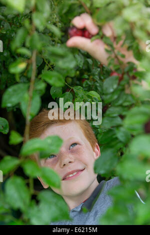 Eine zehn Jahre alte von Pflaumen vom Baum pflücken. Stockfoto