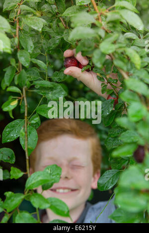 Eine zehn Jahre alte von Pflaumen vom Baum pflücken. Stockfoto