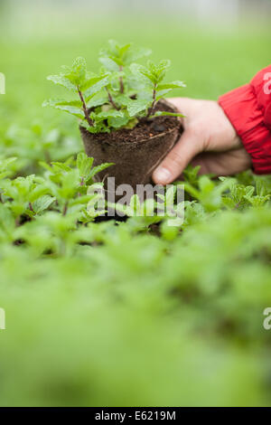 Eine gärtnerische Arbeitskraft neigt dazu einen Tomate Sämling in einem wachsenden Gewächshaus im Osten von England Stockfoto