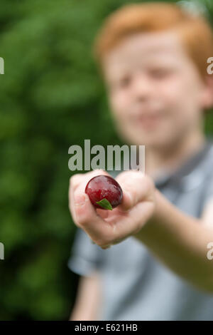 Eine zehn Jahre alte von Pflaumen vom Baum pflücken. Stockfoto