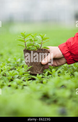 Eine gärtnerische Arbeitskraft neigt dazu einen Tomate Sämling in einem wachsenden Gewächshaus im Osten von England Stockfoto