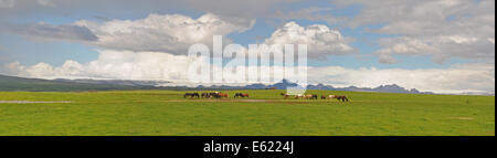 Isländisches Pferd, Island Pony (Equus Przewalskii F. Caballus), Island Ponys in einer Weide auf einer Farm in Island Stockfoto