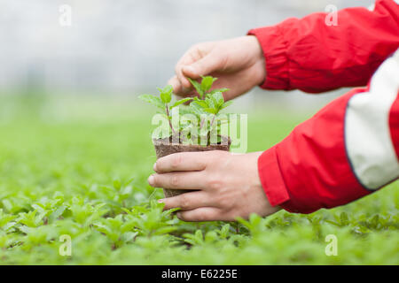 Eine gärtnerische Arbeitskraft neigt dazu einen Tomate Sämling in einem wachsenden Gewächshaus im Osten von England Stockfoto