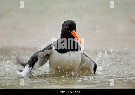 Eurasischen Austernfischer oder gemeinsame Pied Austernfischer (Haematopus Ostralegus), Baden Stockfoto