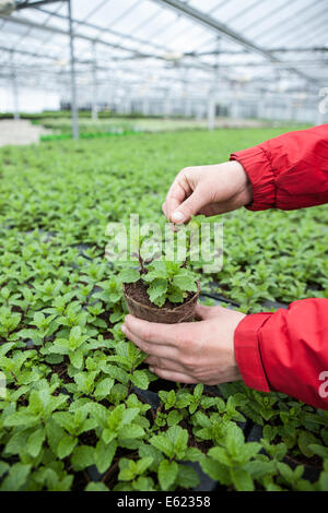 Eine gärtnerische Arbeitskraft neigt dazu einen Tomate Sämling in einem wachsenden Gewächshaus im Osten von England Stockfoto