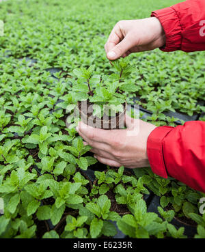 Eine gärtnerische Arbeitskraft neigt dazu einen Tomate Sämling in einem wachsenden Gewächshaus im Osten von England Stockfoto