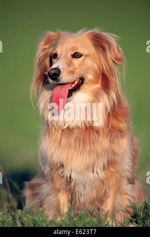 Golden Retriever-Mix sitzt in Wiese, North Rhine-Westphalia, Deutschland Stockfoto