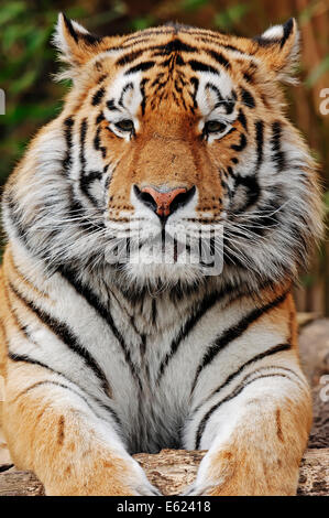 Sibirischer Tiger oder Amur-Tiger (Panthera Tigris Altaica) Stockfoto