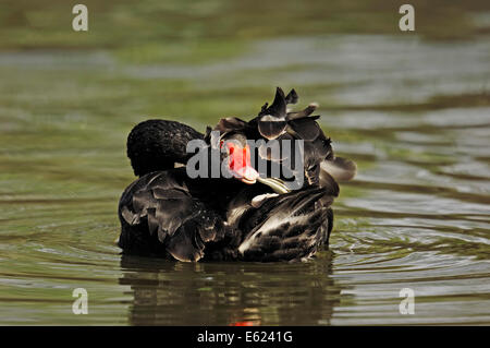 Schwarzer Schwan (Cygnus olor), North Rhine-Westphalia, Deutschland Stockfoto