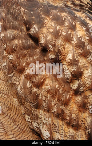Eurasische Adler-Eule oder europäische Uhu (Bubo Bubo), Gefieder Detail Stockfoto