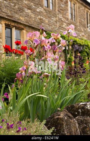 UK England, Dorset, Gillingham, Templecombe, Iris in bunten Bauerngarten Stockfoto