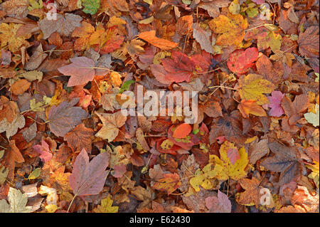 Spitz-Ahorn (Acer Platanoides), Herbstlaub, North Rhine-Westphalia, Germany Stockfoto
