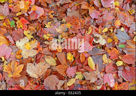 Spitz-Ahorn (Acer Platanoides), Herbstlaub, North Rhine-Westphalia, Germany Stockfoto