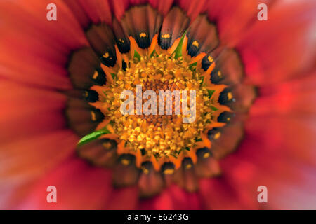 Nahaufnahme von Gazanien Rigens (SY G. Splendens), manchmal auch als Schatz Blume Stockfoto