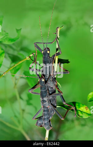 Peruanische schwarz Stabheuschrecke, peruanische Black Beauty, Black Beauty Stabheuschrecke (Peruphasma Schultei), koppeln Paarung Stockfoto