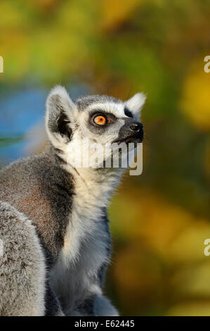 Katta (Lemur Catta) Stockfoto