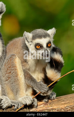 Katta (Lemur Catta) Stockfoto