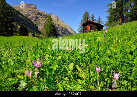 Herbstzeitlose (Colchicum Autumnale) vor einer Holzhütte, Zermatt, Kanton Wallis, Schweiz Stockfoto