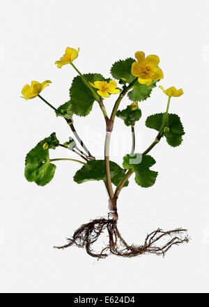 Marsh Marigold oder Sumpfdotterblumen (Caltha Palustris), Illustration Stockfoto