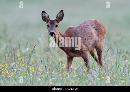 Europäische Rehe (Capreolus Capreolus), Doe Weiden auf einer Frühlingswiese, Peene Valley Nature Park, Mecklenburg-Vorpommern Stockfoto