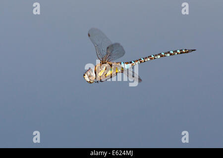 Migrationshintergrund Hawker (Aeshna Mixta) im Flug, Nordhessen, Hessen, Deutschland Stockfoto