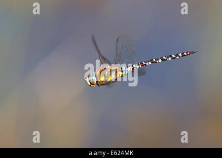 Migrationshintergrund Hawker (Aeshna Mixta) im Flug, Nordhessen, Hessen, Deutschland Stockfoto