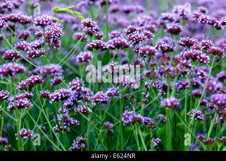 Verbena Garten Blumenbeet Blumen Bett bonariensis Stockfoto