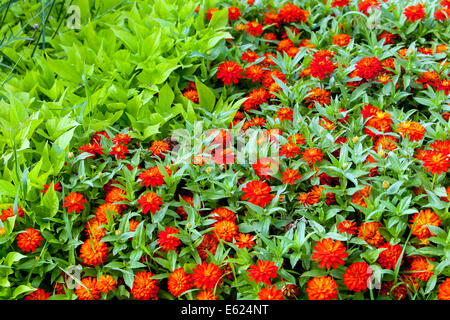 Red Zinnia Zahara de los Atunes Stockfoto