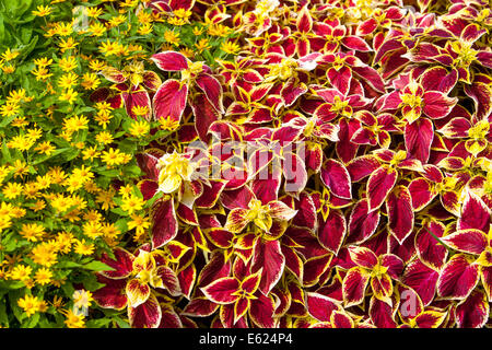 Bunte Blume Bett von jährlichen Blumen, Coleus' Assistenten Scarlet', melampodium Butter Daisy Stockfoto