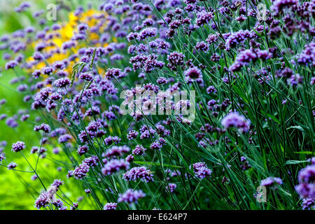 Bunte mehrjährige Garten Blumenbeet von mehrjährigen Blumen, Verbena bonariensis Stockfoto