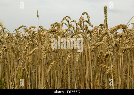 Weizenfeld hautnah Stockfoto