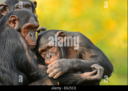 Schimpanse oder Ethik (Pan Troglodytes), Pflege Stockfoto