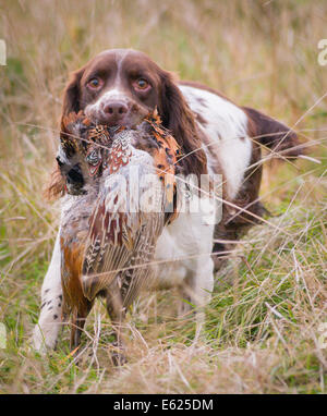 Englisch Springer Spaniel abrufen, oder tragen, ein Fasan auf einem Fasan schießen Stockfoto