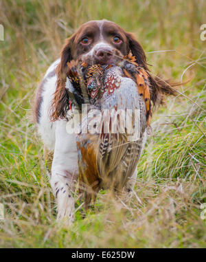 Englisch Springer Spaniel abrufen, oder tragen, ein Fasan auf einem Fasan schießen Stockfoto