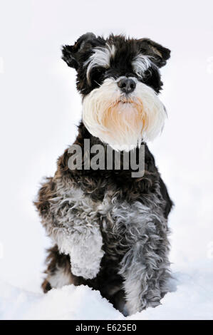 Zwergschnauzer, Schwarz-Silber (Canis Lupus Familiaris), sitzen im Schnee, North Rhine-Westphalia, Deutschland Stockfoto