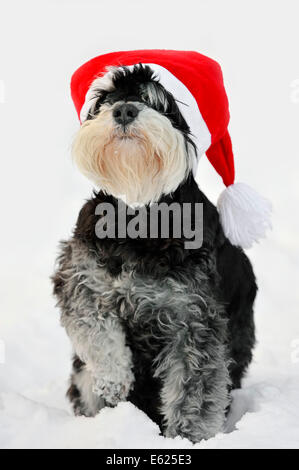 Zwergschnauzer, Schwarz-Silber (Canis Lupus Familiaris), mit Kappe Weihnachten im Schnee, North Rhine-Westphalia, Deutschland Stockfoto