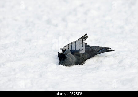 Toten Western Dohle im Schnee (Corvus Monedula, Coloeus Monedula), eurasische Dohle, Europäische Dohle Stockfoto