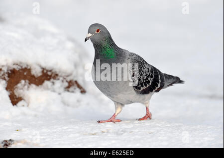 Verwilderte Haustaube (Columba Livia Domestica) in Schnee, North Rhine-Westphalia, Deutschland Stockfoto
