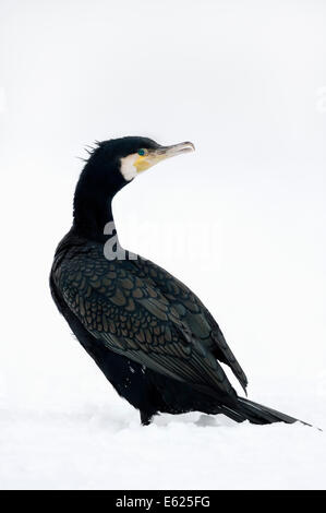 Großer Kormoran oder schwarz-Kormoran (Phalacrocorax Carbo) im Winter, North Rhine-Westphalia, Deutschland Stockfoto