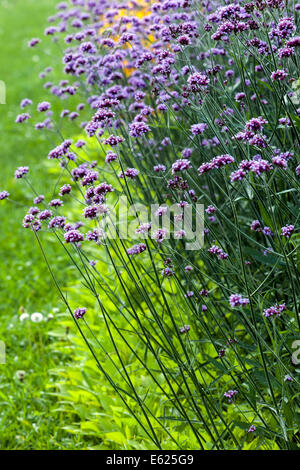 Verbena-bonariensis-Grendumrandrasen mit Blumenbeeten Stockfoto