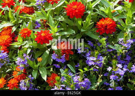 Scaevola aemula, Zinnia Zahara de los Atunes Stockfoto